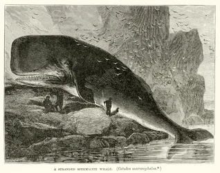 A Stranded Spermaceti Whale (Catodon Macrocephalus)